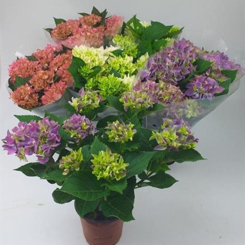 Hortensia Mixta, 40 cm